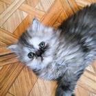Шотландская