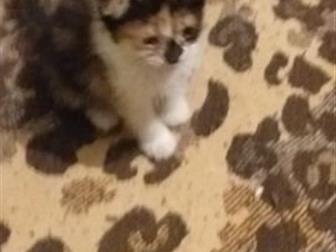     ,       ,   - ,  ,     ,    ,  