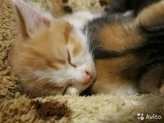 Отдам котят, 1,5 месяца, кошают,к лотку приучены, Рыжий и чёрный-мальчики,трехцветная-девочка, в Астрахани