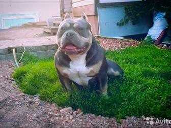 Chel Strong Bully(, ) ,       ,  Bully mafia mr, Bentley, , ,  ,  