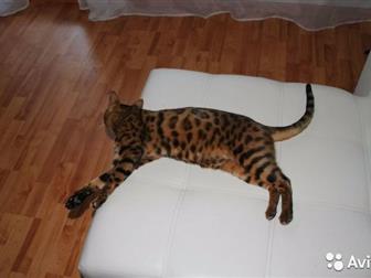   , , , , ,    ,   ,  black spotted tabby ben n 24  