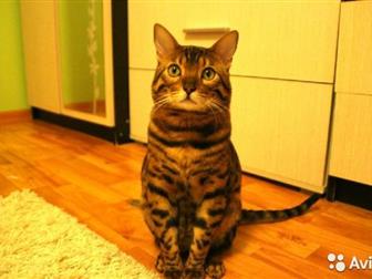   , , , , ,    ,   ,  black spotted tabby ben n 24  