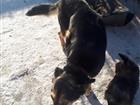 Дворняжки