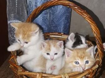     ,  , , ,  ,   ,   1 ,  10 ,      ,  