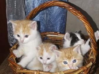     ,  , , ,  ,   ,   1 ,  10 ,      ,  