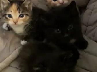     ,   5  ,       ,     ,     ,  )))  