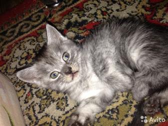       ,    ,  ,       ,      ,    