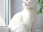 Отдам в добрые руки