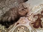Шатландский вислоухий котик ищет девочку на вязку