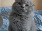 Шотландские плюшевые малыши
