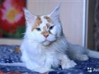 Кот мейн-кун