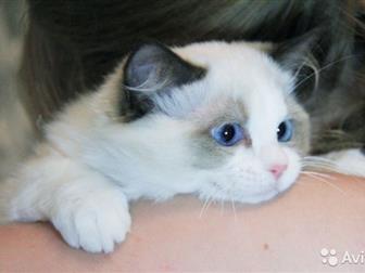        4    Ragdoll,    ,    seal mitted,  seal bicolor,    ,  