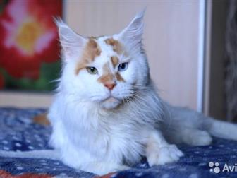   ,      ,   1,5 ,   Cadazz,  