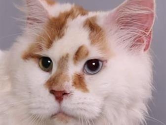   ,      ,   1,5 ,   Cadazz,  