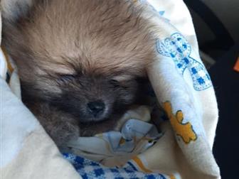 �������,  ��������� � �������������