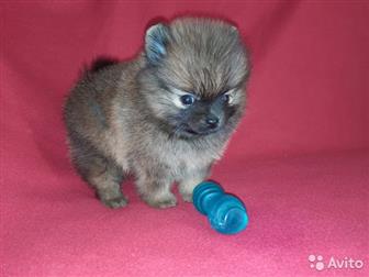 �������,  ��������� � �������������