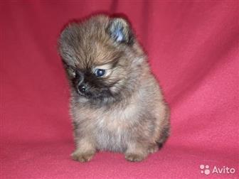 �������,  ��������� � �������������