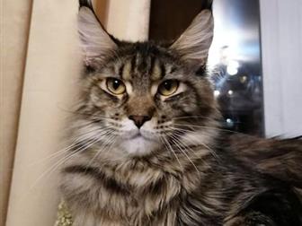      !      ! Available girls Maine Coon!       , !   