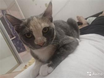     ,  4-5 ,   , , ,      ,    ,   ,    