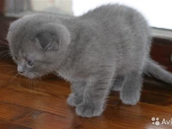  Scottish Straight  Scottish Fold,     ,      -  ,  ,    ,  