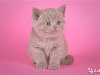  Scottish Straight  Scottish Fold,     ,      -  ,  ,    ,  