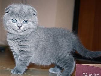   ,  ,   ,   Scottish Straight  Scottish Fold,  - 5500,   ,    