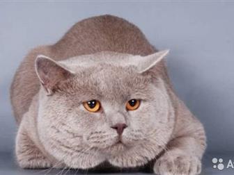       Scottish Fold  