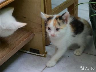 1)    , , , 2) -      ,      ,  ,  