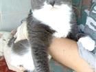 Макар, котик из приюта в добрые руки
