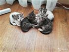Отдам котят