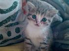 Отдам котенка кошки мышеловки
