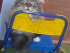 Котик ищет девочку
