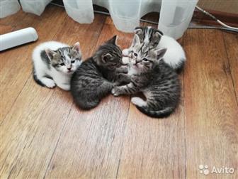 отдам котяток, 5штукмама шотландская вислоухаяпапа неизвестенкотятам месяц, молочко пьют в Кемерово