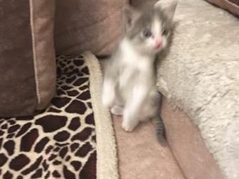  , , ,  