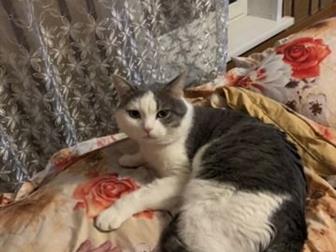 Отдам кота, британец, к лотку приучен,  Отдам вместе с лотком , кормом ,туалетом и наполнителем на первое время, в Кемерово