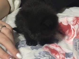 Отдам котёнка в хорошие руки Был найден на улицеЧистый Возраст около меньше месяцаДевочка Кушает тёплое молочко и немного корм для котят в Кемерово