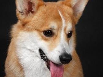      -   ,    ,    ,         