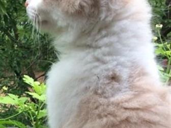 , , ,   ,    : -    (, ,    ),  
