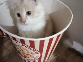   (  )   ,   , ,   ,   ,    ,   