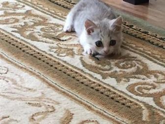 Милый котёнок, ласковый и игривый, отдам в хорошие руки, 2,5 месяца в Краснодаре
