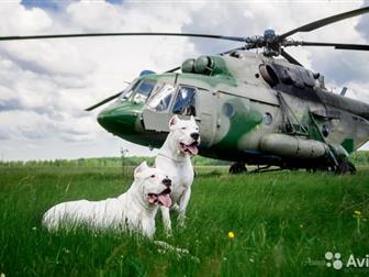  ,  Dogo argentino,             ,    