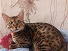 Бенгальская кошка ищет кота для вязки
