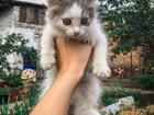 Котёнок