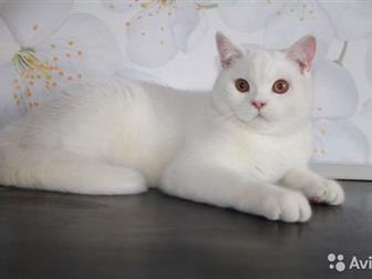 Marshmallow       ,   ,  ,     9   6300,  ,  