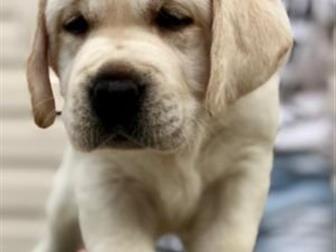 ?Polly Pride Litter E? -  7, 07, 2019, ??DAD:LabSPb USA Edition aka Brighton  (C, I, B,  