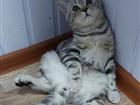 Шотландский котёнок) Мальчик Богатырь)