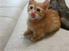 Котик коротконожка