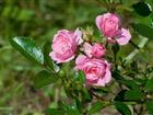 Свежее фото  Rizactive Rose (розовый экстракт в рисовом молочке) 40483159 в Волгограде