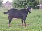Смотреть foto  Нубийский козел для племенного разведения 70566702 в Пензе