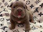   American Bully